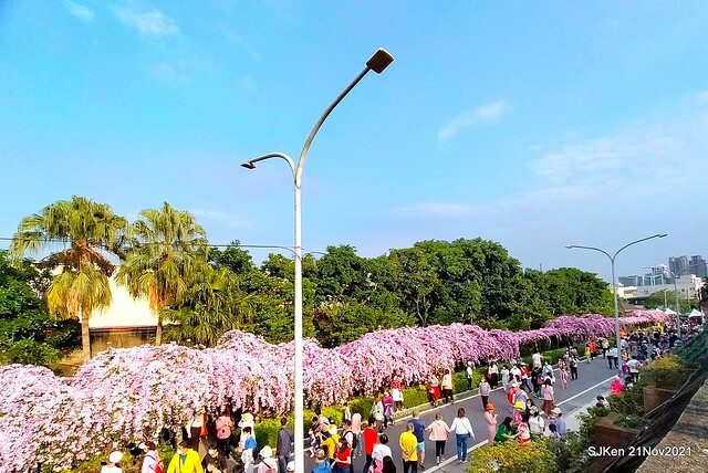 新北市泰山區楓樹河濱公園「蒜香藤」(Garlic Vine)花季，2021.11.19 ~ 2021.11,28, SJKen, Hsinpei city, Nov 21, 2021.