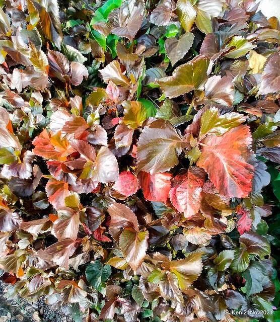 新北市泰山區楓樹河濱公園「蒜香藤」(Garlic Vine)花季，2021.11.19 ~ 2021.11,28, SJKen, Hsinpei city, Nov 21, 2021.