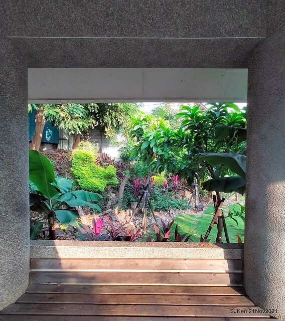 新北市泰山區楓樹河濱公園「蒜香藤」(Garlic Vine)花季，2021.11.19 ~ 2021.11,28, SJKen, Hsinpei city, Nov 21, 2021.