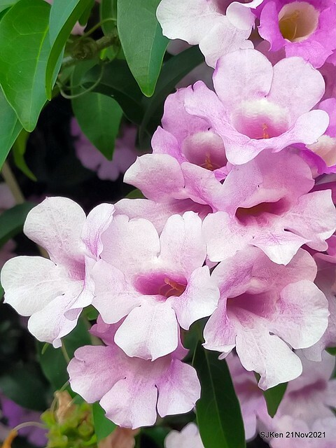 新北市泰山區楓樹河濱公園「蒜香藤」(Garlic Vine)花季，2021.11.19 ~ 2021.11,28, SJKen, Hsinpei city, Nov 21, 2021.