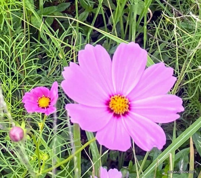 100-246942265_4746074092117025_6881692809731278841_n