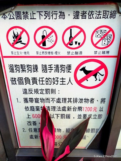 新北市泰山區楓樹河濱公園「蒜香藤」(Garlic Vine)花季，2021.11.19 ~ 2021.11,28, SJKen, Hsinpei city, Nov 21, 2021.