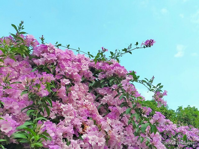 新北市泰山區楓樹河濱公園「蒜香藤」(Garlic Vine)花季，2021.11.19 ~ 2021.11,28, SJKen, Hsinpei city, Nov 21, 2021.