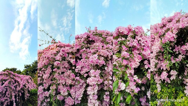 新北市泰山區楓樹河濱公園「蒜香藤」(Garlic Vine)花季，2021.11.19 ~ 2021.11,28, SJKen, Hsinpei city, Nov 21, 2021.