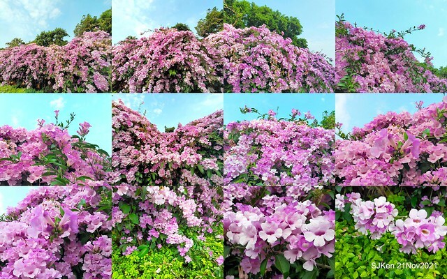 新北市泰山區楓樹河濱公園「蒜香藤」(Garlic Vine)花季，2021.11.19 ~ 2021.11,28, SJKen, Hsinpei city, Nov 21, 2021.