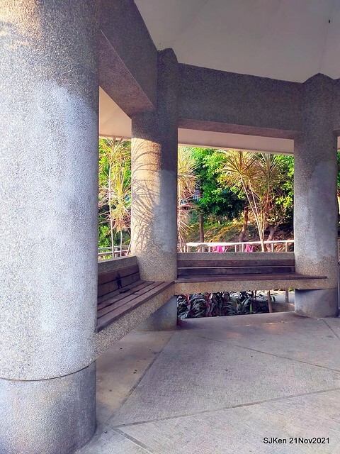 新北市泰山區楓樹河濱公園「蒜香藤」(Garlic Vine)花季，2021.11.19 ~ 2021.11,28, SJKen, Hsinpei city, Nov 21, 2021.