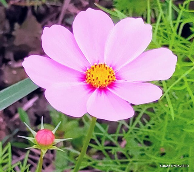 008-251047147_4762345950489839_319535060711816804_n