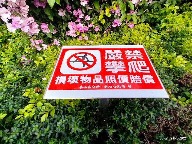 新北市泰山區楓樹河濱公園「蒜香藤」(Garlic Vine)花季，2021.11.19 ~ 2021.11,28, SJKen, Hsinpei city, Nov 21, 2021.