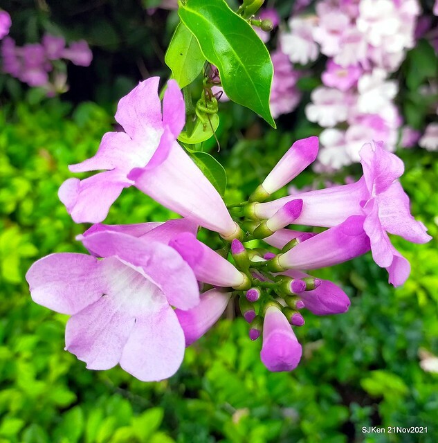 新北市泰山區楓樹河濱公園「蒜香藤」(Garlic Vine)花季，2021.11.19 ~ 2021.11,28, SJKen, Hsinpei city, Nov 21, 2021.