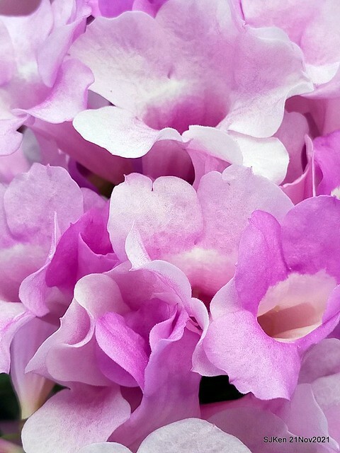 新北市泰山區楓樹河濱公園「蒜香藤」(Garlic Vine)花季，2021.11.19 ~ 2021.11,28, SJKen, Hsinpei city, Nov 21, 2021.