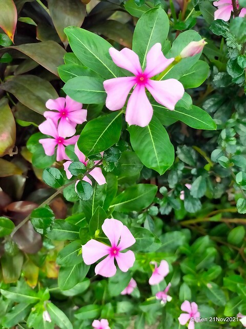 新北市泰山區楓樹河濱公園「蒜香藤」(Garlic Vine)花季，2021.11.19 ~ 2021.11,28, SJKen, Hsinpei city, Nov 21, 2021.