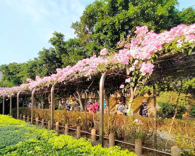新北市泰山區楓樹河濱公園「蒜香藤」(Garlic Vine)花季，2021.11.19 ~ 2021.11,28, SJKen, Hsinpei city, Nov 21, 2021.