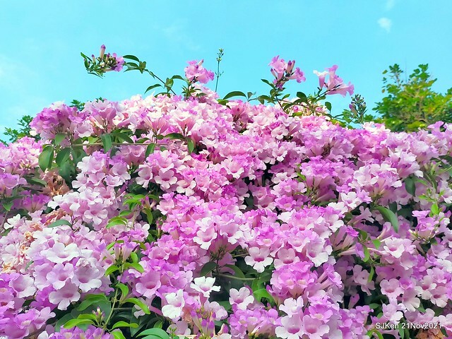 新北市泰山區楓樹河濱公園「蒜香藤」(Garlic Vine)花季，2021.11.19 ~ 2021.11,28, SJKen, Hsinpei city, Nov 21, 2021.