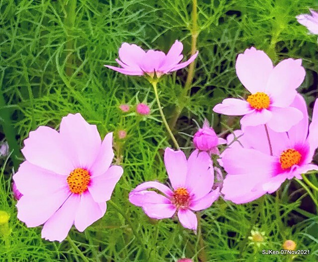 101-250930966_4762346663823101_2296661904629662961_n