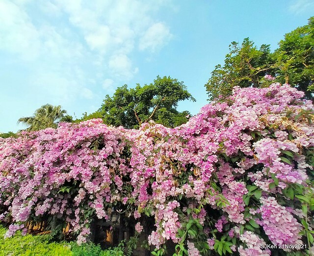 新北市泰山區楓樹河濱公園「蒜香藤」(Garlic Vine)花季，2021.11.19 ~ 2021.11,28, SJKen, Hsinpei city, Nov 21, 2021.