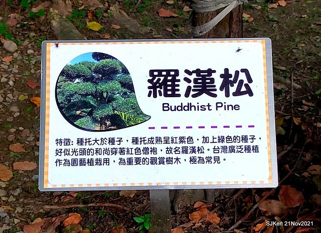 新北市泰山區楓樹河濱公園「蒜香藤」(Garlic Vine)花季，2021.11.19 ~ 2021.11,28, SJKen, Hsinpei city, Nov 21, 2021.