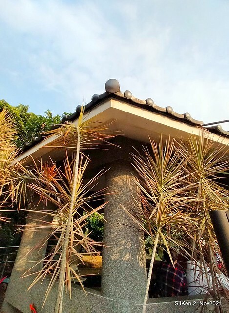 新北市泰山區楓樹河濱公園「蒜香藤」(Garlic Vine)花季，2021.11.19 ~ 2021.11,28, SJKen, Hsinpei city, Nov 21, 2021.