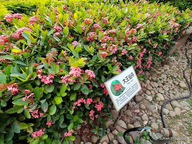 新北市泰山區楓樹河濱公園「蒜香藤」(Garlic Vine)花季，2021.11.19 ~ 2021.11,28, SJKen, Hsinpei city, Nov 21, 2021.