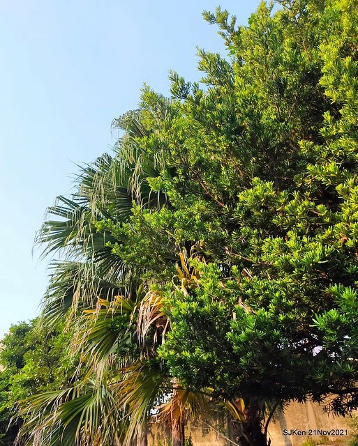 新北市泰山區楓樹河濱公園「蒜香藤」(Garlic Vine)花季，2021.11.19 ~ 2021.11,28, SJKen, Hsinpei city, Nov 21, 2021.