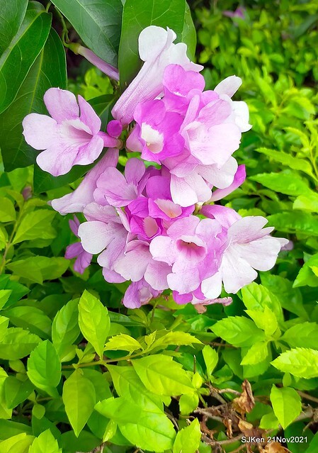 新北市泰山區楓樹河濱公園「蒜香藤」(Garlic Vine)花季，2021.11.19 ~ 2021.11,28, SJKen, Hsinpei city, Nov 21, 2021.
