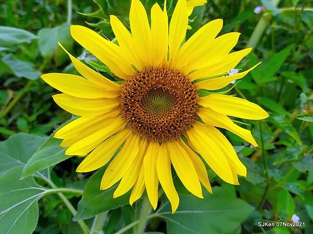 007-249018097_4762347590489675_2237354126213330943_n