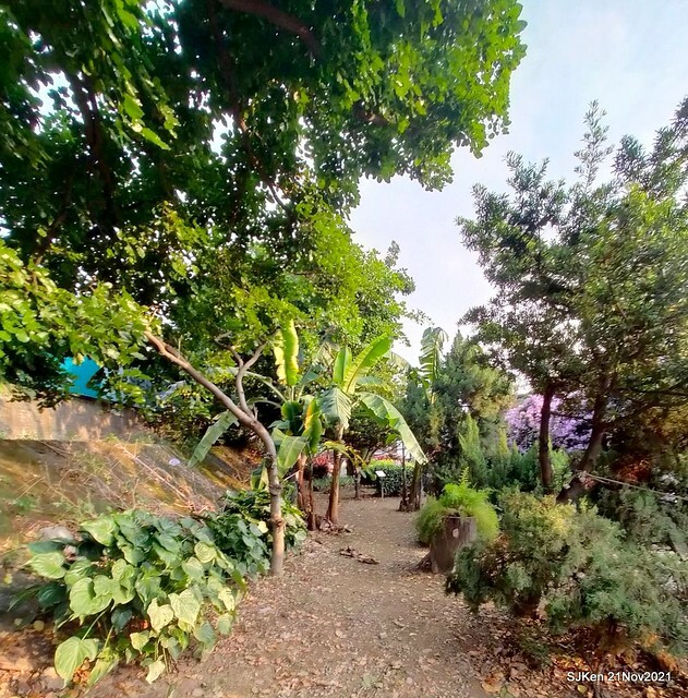 新北市泰山區楓樹河濱公園「蒜香藤」(Garlic Vine)花季，2021.11.19 ~ 2021.11,28, SJKen, Hsinpei city, Nov 21, 2021.