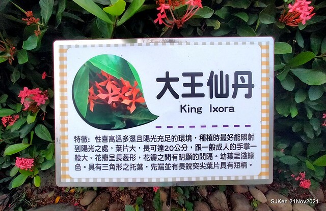 新北市泰山區楓樹河濱公園「蒜香藤」(Garlic Vine)花季，2021.11.19 ~ 2021.11,28, SJKen, Hsinpei city, Nov 21, 2021.