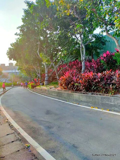 新北市泰山區楓樹河濱公園「蒜香藤」(Garlic Vine)花季，2021.11.19 ~ 2021.11,28, SJKen, Hsinpei city, Nov 21, 2021.