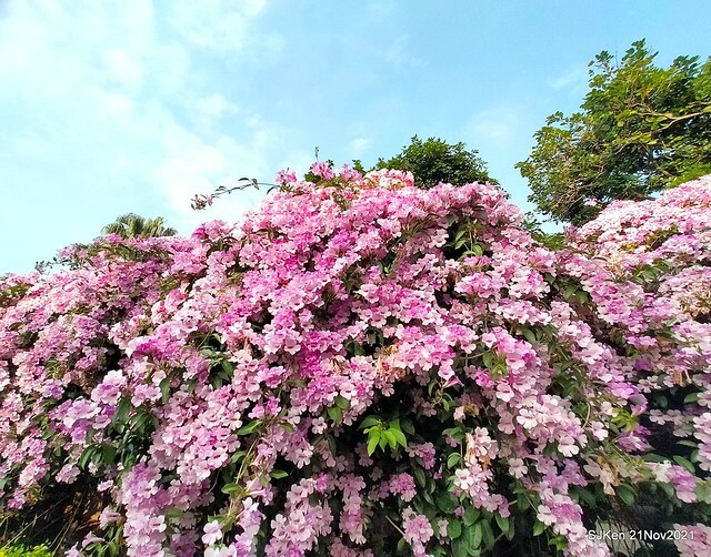 新北市泰山區楓樹河濱公園「蒜香藤」(Garlic Vine)花季，2021.11.19 ~ 2021.11,28, SJKen, Hsinpei city, Nov 21, 2021.