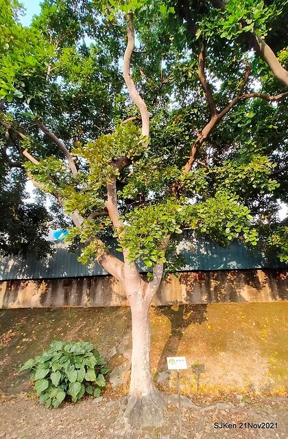 新北市泰山區楓樹河濱公園「蒜香藤」(Garlic Vine)花季，2021.11.19 ~ 2021.11,28, SJKen, Hsinpei city, Nov 21, 2021.