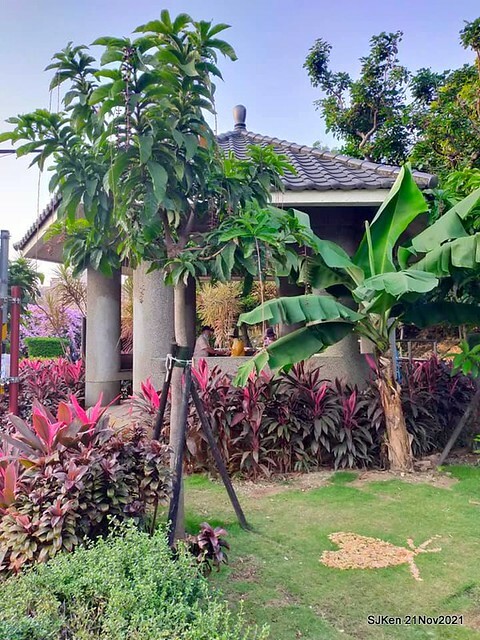 新北市泰山區楓樹河濱公園「蒜香藤」(Garlic Vine)花季，2021.11.19 ~ 2021.11,28, SJKen, Hsinpei city, Nov 21, 2021.