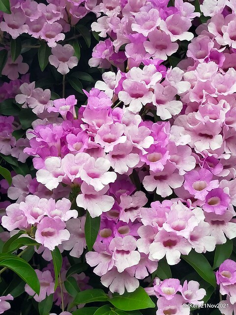 新北市泰山區楓樹河濱公園「蒜香藤」(Garlic Vine)花季，2021.11.19 ~ 2021.11,28, SJKen, Hsinpei city, Nov 21, 2021.