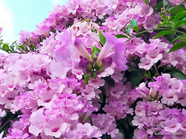 新北市泰山區楓樹河濱公園「蒜香藤」(Garlic Vine)花季，2021.11.19 ~ 2021.11,28, SJKen, Hsinpei city, Nov 21, 2021.