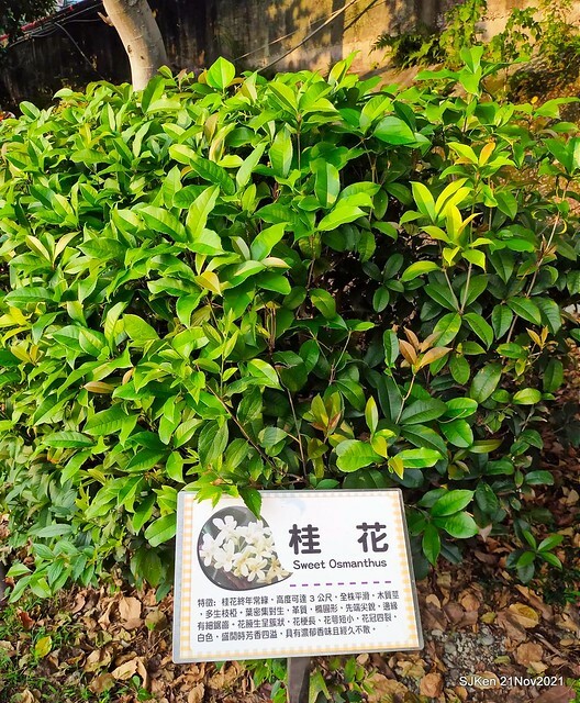 新北市泰山區楓樹河濱公園「蒜香藤」(Garlic Vine)花季，2021.11.19 ~ 2021.11,28, SJKen, Hsinpei city, Nov 21, 2021.