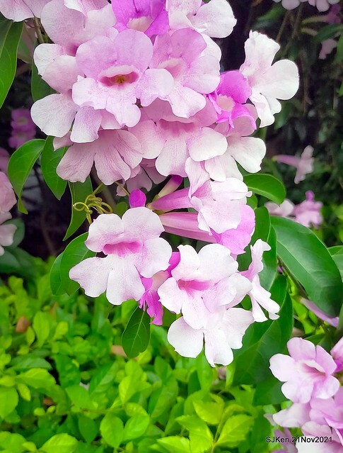 新北市泰山區楓樹河濱公園「蒜香藤」(Garlic Vine)花季，2021.11.19 ~ 2021.11,28, SJKen, Hsinpei city, Nov 21, 2021.