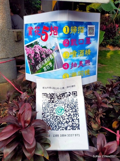 新北市泰山區楓樹河濱公園「蒜香藤」(Garlic Vine)花季，2021.11.19 ~ 2021.11,28, SJKen, Hsinpei city, Nov 21, 2021.