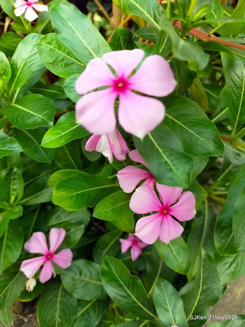 新北市泰山區楓樹河濱公園「蒜香藤」(Garlic Vine)花季，2021.11.19 ~ 2021.11,28, SJKen, Hsinpei city, Nov 21, 2021.