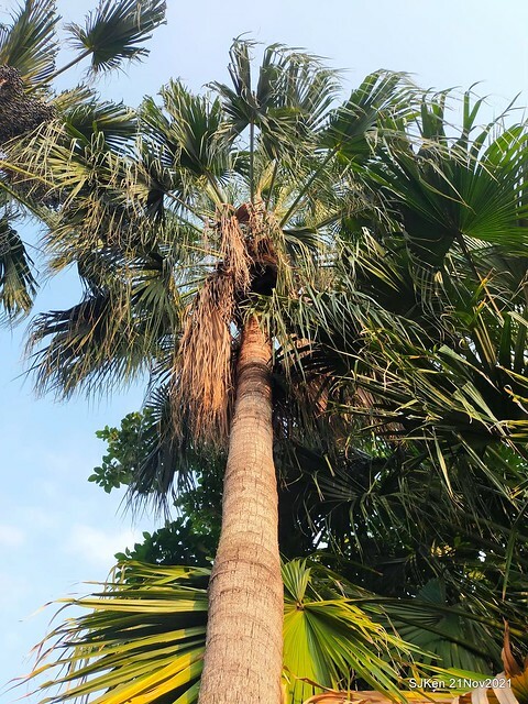 新北市泰山區楓樹河濱公園「蒜香藤」(Garlic Vine)花季，2021.11.19 ~ 2021.11,28, SJKen, Hsinpei city, Nov 21, 2021.