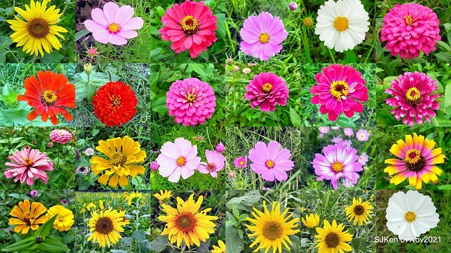 Outdoors flower exhibition from Nov 6 - 21at Kuandu Plain,Taipei, Taiwan, SJKen ,Nov 7,2021,「2021 愛戀關渡 花現幸福」11月6日至21日到北投賞花趣