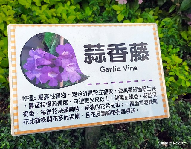 新北市泰山區楓樹河濱公園「蒜香藤」(Garlic Vine)花季，2021.11.19 ~ 2021.11,28, SJKen, Hsinpei city, Nov 21, 2021.
