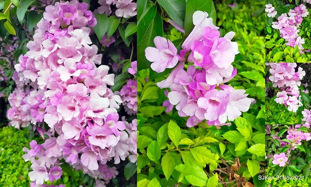 新北市泰山區楓樹河濱公園「蒜香藤」(Garlic Vine)花季，2021.11.19 ~ 2021.11,28, SJKen, Hsinpei city, Nov 21, 2021.