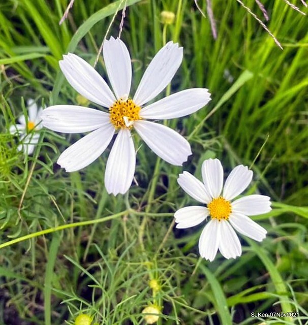 121-251961883_4746076528783448_3654601107038398224_n