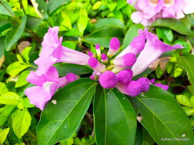 新北市泰山區楓樹河濱公園「蒜香藤」(Garlic Vine)花季，2021.11.19 ~ 2021.11,28, SJKen, Hsinpei city, Nov 21, 2021.