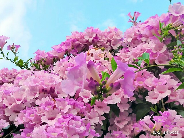 新北市泰山區楓樹河濱公園「蒜香藤」(Garlic Vine)花季，2021.11.19 ~ 2021.11,28, SJKen, Hsinpei city, Nov 21, 2021.