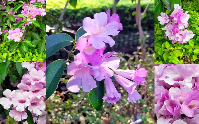 新北市泰山區楓樹河濱公園「蒜香藤」(Garlic Vine)花季，2021.11.19 ~ 2021.11,28, SJKen, Hsinpei city, Nov 21, 2021.