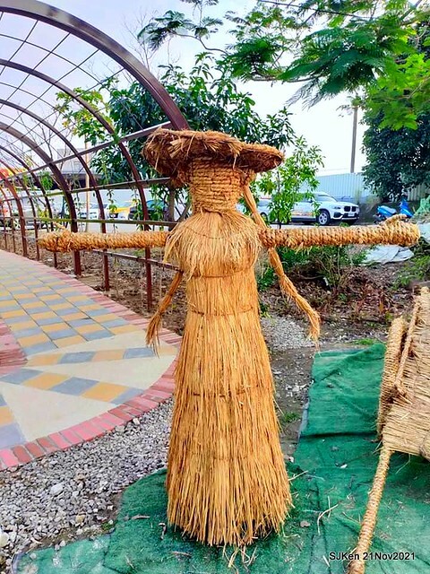 新北市泰山區楓樹河濱公園「蒜香藤」(Garlic Vine)花季，2021.11.19 ~ 2021.11,28, SJKen, Hsinpei city, Nov 21, 2021.