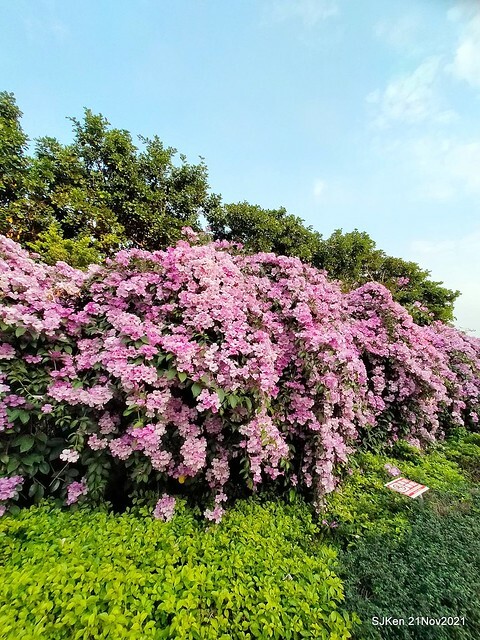 新北市泰山區楓樹河濱公園「蒜香藤」(Garlic Vine)花季，2021.11.19 ~ 2021.11,28, SJKen, Hsinpei city, Nov 21, 2021.