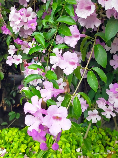 新北市泰山區楓樹河濱公園「蒜香藤」(Garlic Vine)花季，2021.11.19 ~ 2021.11,28, SJKen, Hsinpei city, Nov 21, 2021.