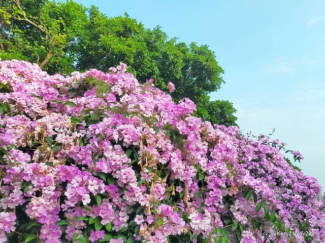 新北市泰山區楓樹河濱公園「蒜香藤」(Garlic Vine)花季，2021.11.19 ~ 2021.11,28, SJKen, Hsinpei city, Nov 21, 2021.