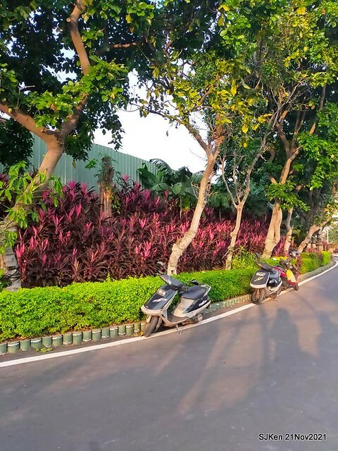 新北市泰山區楓樹河濱公園「蒜香藤」(Garlic Vine)花季，2021.11.19 ~ 2021.11,28, SJKen, Hsinpei city, Nov 21, 2021.